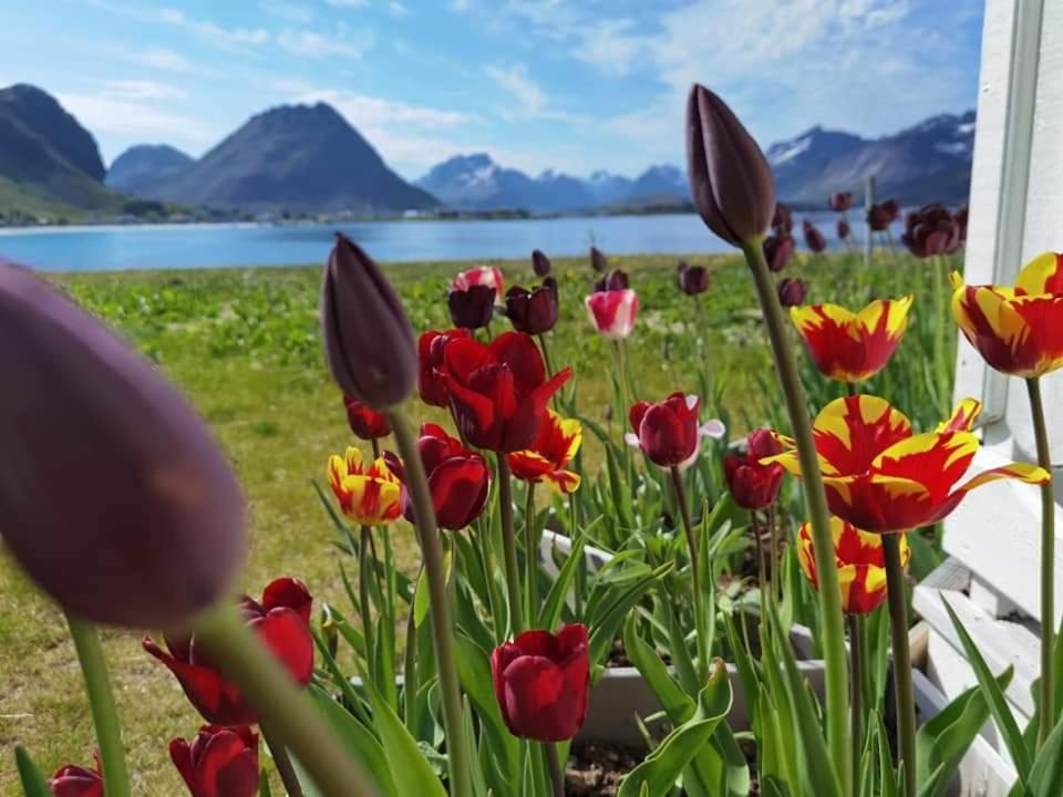 ראמברג Banpim Beachside Lofoten מראה חיצוני תמונה